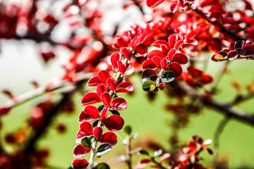 Close-up shot of bright red leaves of beautiful tree.