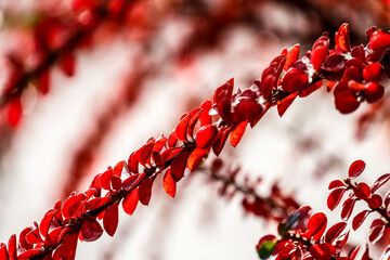 Close-up shot of bright red leaves of beautiful tree.