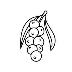 Acai berry in doodle style. Vector isolated on white background