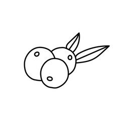 Acai berry in doodle style. Vector isolated on white background