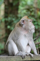 Macaque sitting on a rock - Monkey Forest