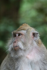 Close up of an macaque - Ubud, Monkey Forest
