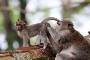 Beautiful closeup of an mother macaque taking care of his baby