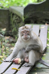 Balinese macaque sitting on a bench