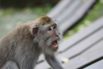 Macaque showing aggression to one of family members