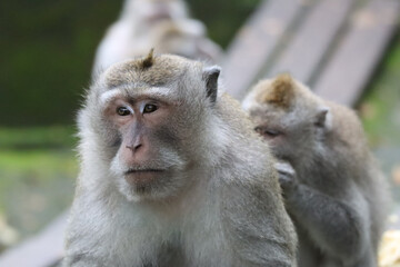 Portrait of a macaque relaxed with his family