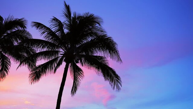 silhouette of a palm tree with sunset and blue sky