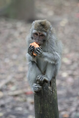Macaque sitting on a tree and eating a fruit