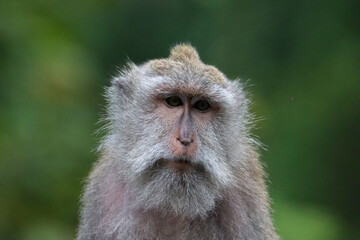 Portrait of an Monkey forest macaque