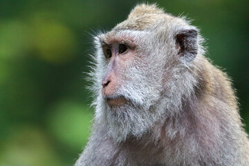 close up portrait of a baboon