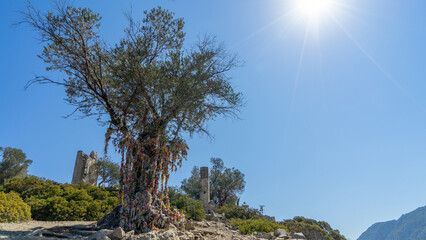 Olive tree of wishes on Camellia island in Aegean Sea, Turkey. Ruins of Byzantine monastery. Boat trips in Aegean Sea