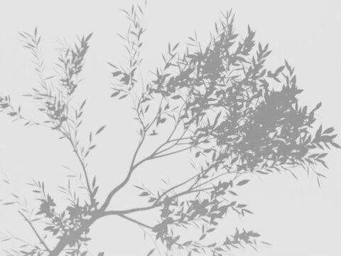 Leaf Tree Shadow Animation - 4K UHD White Background Image - Gobo Overlay Effect - Realistic Nature Shadow - Shadow & Light Texture - Gobo for Design Mockup