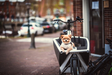 Little dog in a bike basket waiting for his owner in Leiden, Netherlands