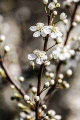 the fruits blossom in spring 