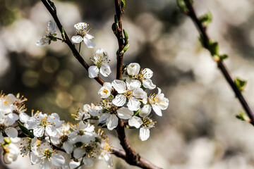 the fruits blossom in spring 
