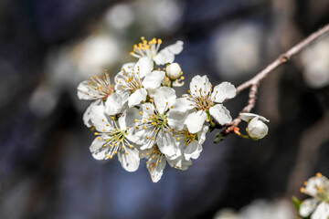 the fruits blossom in spring 