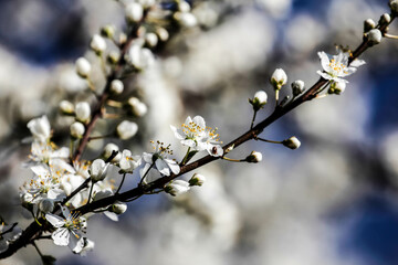 the fruits blossom in spring 