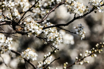 the fruits blossom in spring 