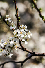 the fruits blossom in spring 