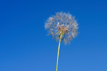 Naklejka premium dandelion on blue sky