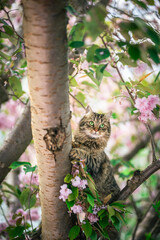 Tabby cat chasing birds on a tree on a sunny day.