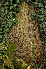 Tree bark close-up. Tree trunk braided by ivy with yellow autumn grass.