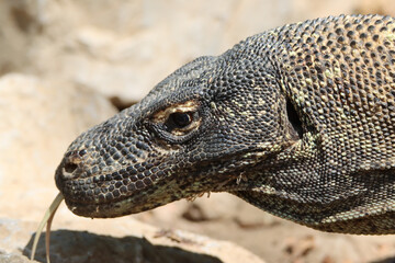 Macro of an komodo dragon with tongue out