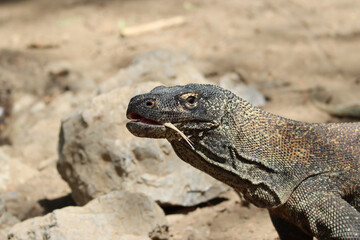 Close-up of an varanus while checking the proximity with tongue out
