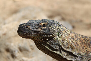 Close-up of an Komodo dragon head