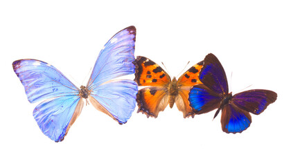 Multicolored  butterflis frame