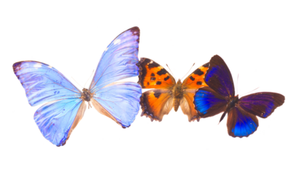 Multicolored  butterflis frame