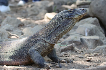 Komodo dragon in attack posture