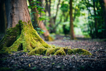 A old tree trunk in forest on a sunny evening, close to Brighton, East Sussex, UK