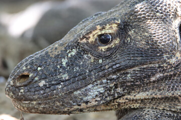 Close up portrait of a varanus