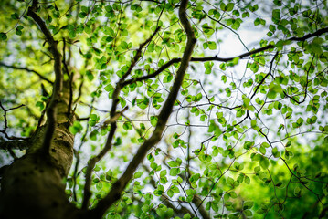 Fototapeta premium Looking up at a tree on a clear sunny evening through green leaves