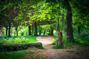 Blooming tree in a park on a sunny day after the rain, Brighton, East sussex, UK