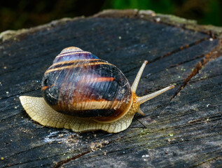 Helix albescens - Snail crawling in search of food in the garden
