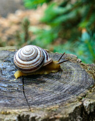 Cepaea vindobonensis - crawling land lung mollusk with a yellow body