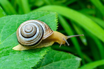 Cepaea vindobonensis - crawling land lung mollusk with a yellow body