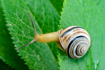 Cepaea vindobonensis - crawling land lung mollusk with a yellow body