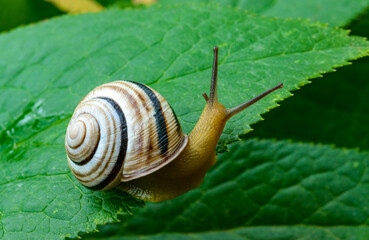 Cepaea vindobonensis - crawling land lung mollusk with a yellow body