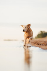 golden retriever dog on the beach