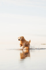 golden retriever dog on the beach