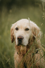 golden retriever dog
