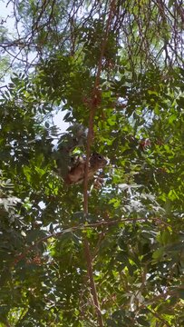 Ardillas trepando arboles verdes.