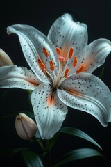 White Lily Flower in Bloom Close-up