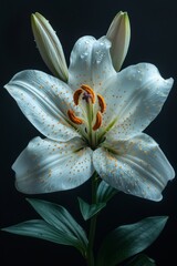 White Lily with Dew Drops Against a Dark Background