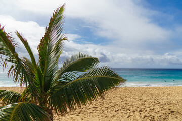 A palm tree on a sandy beach with the ocean in the background