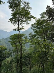 Obraz premium tree in the mountains