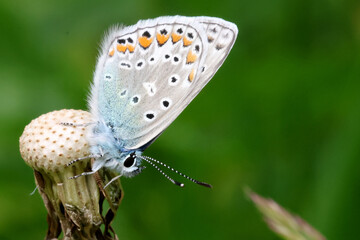 common blue butterfly